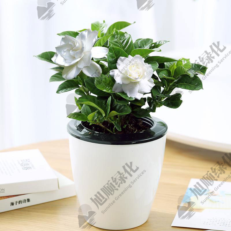 栀子花.jpg